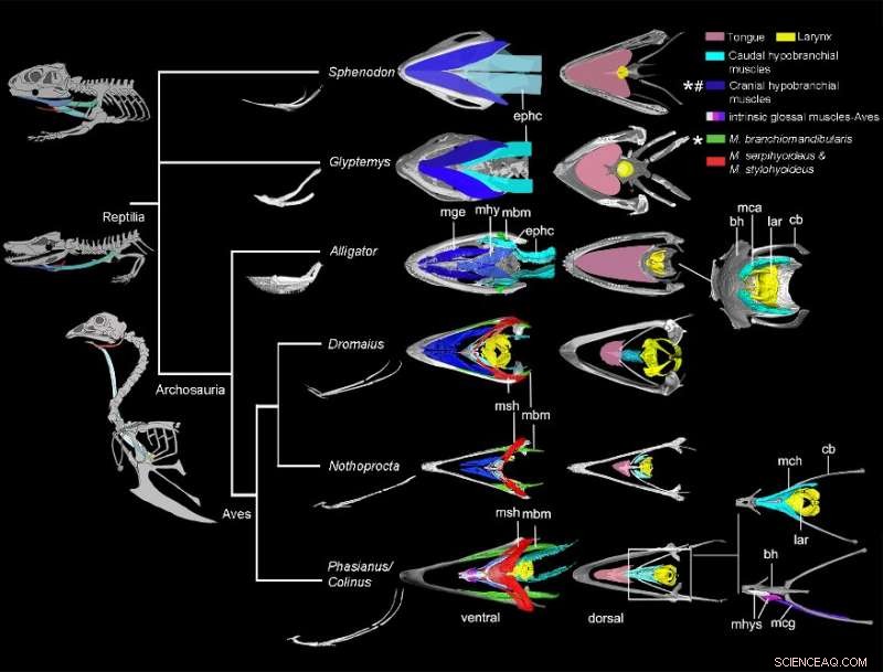New Study Reveals Tyrannosaurus Rex Lacks Protruding Tongue