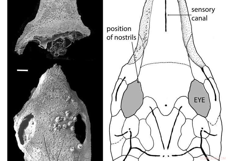 New Fossil Reveals Platypus‑Like Snouted Fish, Highlighting Coral Reefs as Long‑Standing Evolutionary Hotspots