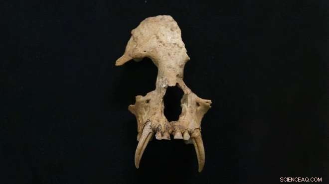 Scientists Uncover Extinct Gibbon Genus in 2,300-Year-Old Chinese Tomb