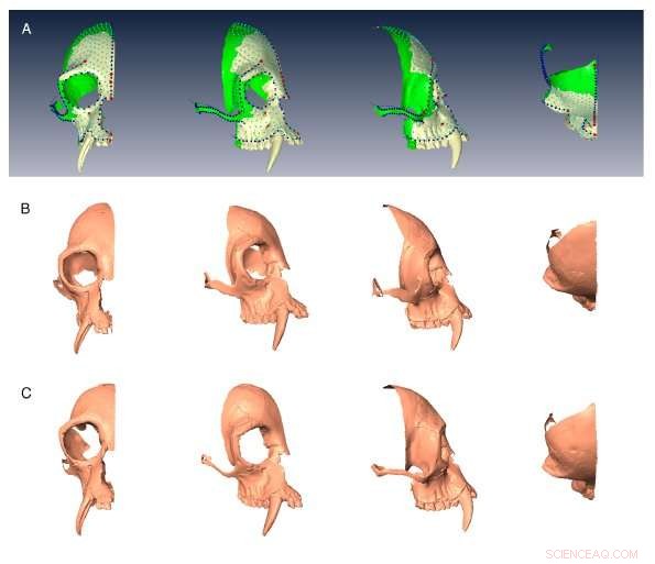 Scientists Uncover Extinct Gibbon Genus in 2,300-Year-Old Chinese Tomb