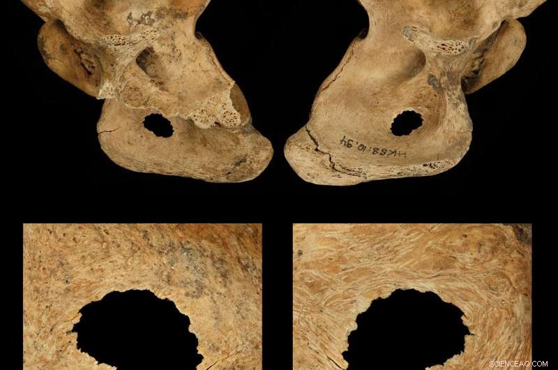 Study Reveals Neanderthals  Cooperative Hunting with Spears Up Close