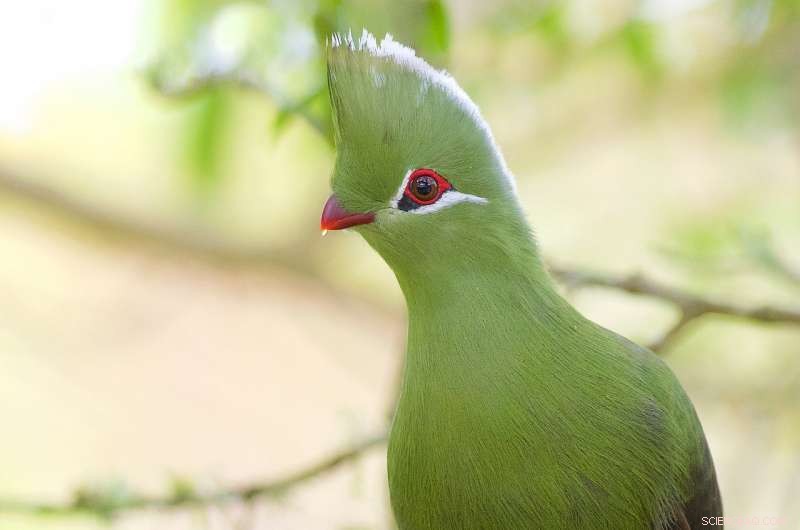 Fossil Discovery Reveals Tropical Bird Ancestor Once Inhabited North America 52 Million Years Ago