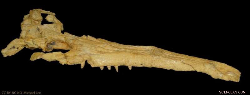 Thoracosaurus: The Ancient Reptile That Resembles a Modern Gharial