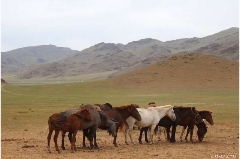 Mongolia Unearths Earliest Evidence of Horse Veterinary Care