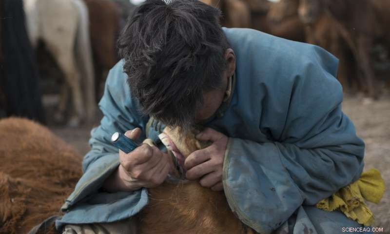 Mongolia Unearths Earliest Evidence of Horse Veterinary Care