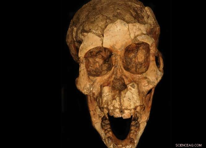 Early Hominins Walked Upright: New Study Reveals Toddlers Retained Bipedal Backup