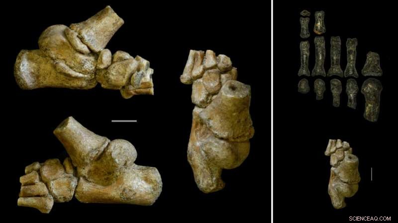 Early Hominins Walked Upright: New Study Reveals Toddlers Retained Bipedal Backup