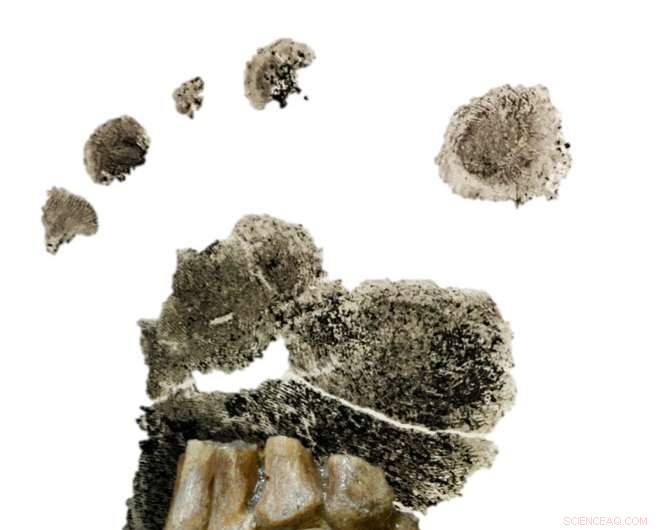 Early Hominins Walked Upright: New Study Reveals Toddlers Retained Bipedal Backup