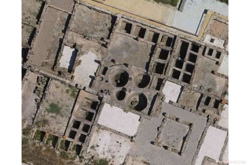 Ancient Fossils Uncover Two Long‑Lost Mediterranean Whale Species