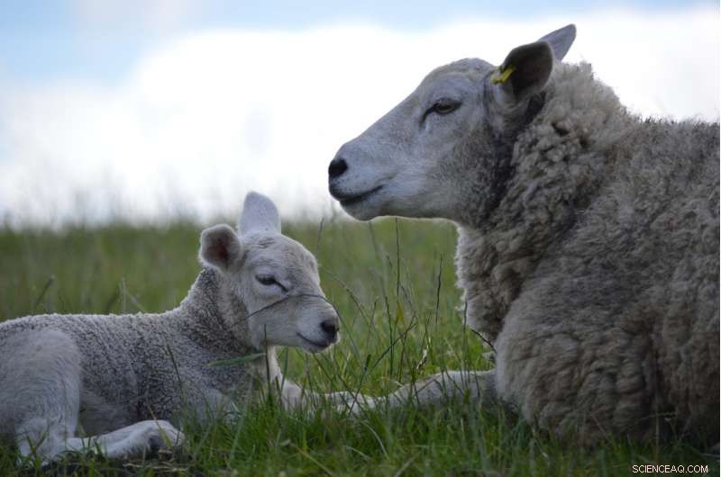 Vegan Businesses: Are They Truly Ethical in Labor Practices?