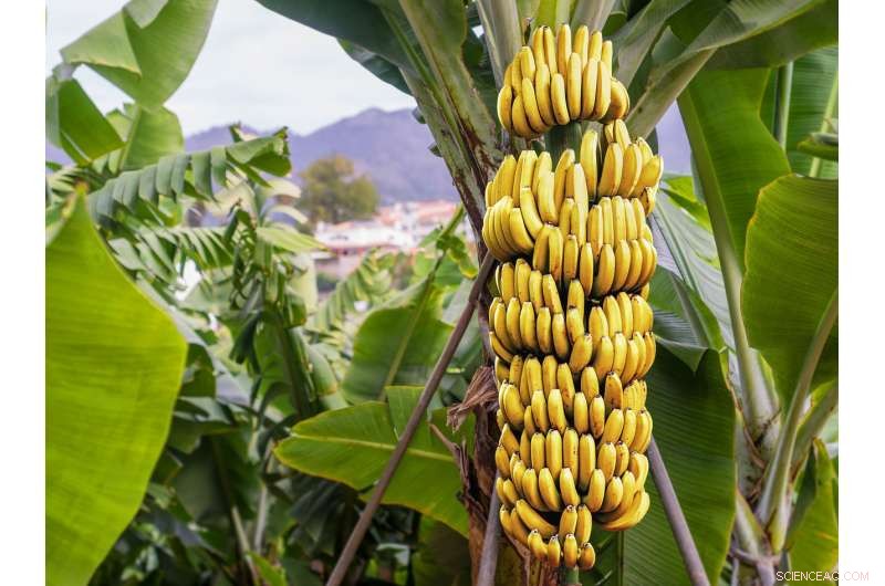 How Prehistoric Cultures Spread Domesticated Bananas Worldwide 6,000 Years Ago
