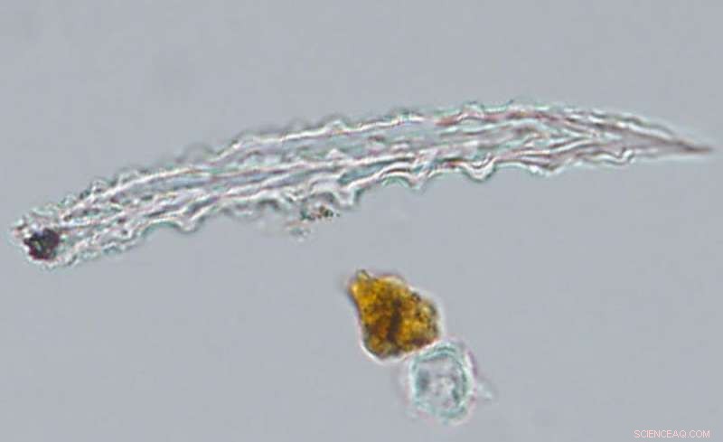 How Prehistoric Cultures Spread Domesticated Bananas Worldwide 6,000 Years Ago