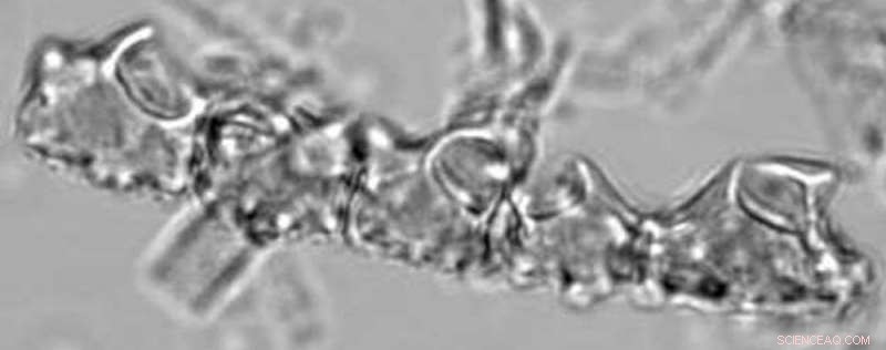 How Prehistoric Cultures Spread Domesticated Bananas Worldwide 6,000 Years Ago