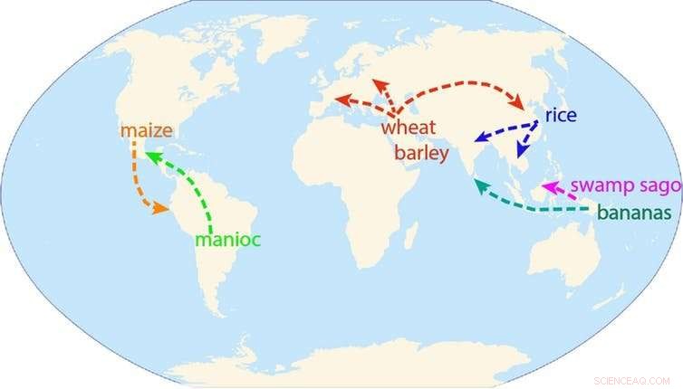 How Prehistoric Cultures Spread Domesticated Bananas Worldwide 6,000 Years Ago