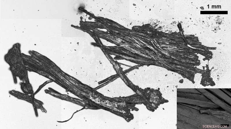 5,300-Year-Old Iceman s Final Meal Reveals Ancient High-Fat Diet