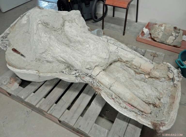 Unveiled: Rare Mastodon Skull Discovered in the Pyrenees, France