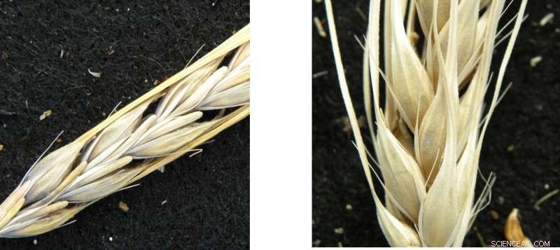 Tracing Ancient Eurasian Barley Migration Through Living Plant Varieties