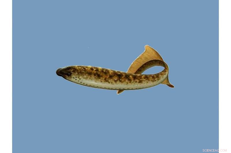 Early Fish Revisited: Jawless Species Reveal Primitive Reproductive Organs