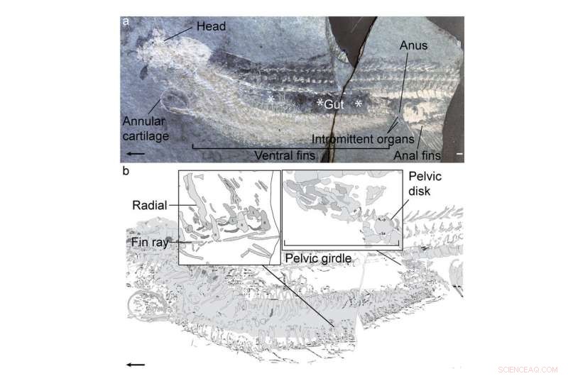 Early Fish Revisited: Jawless Species Reveal Primitive Reproductive Organs