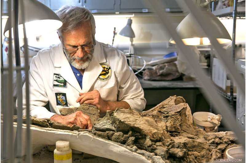 Newly Discovered Utah Ankylosaur, Akainacephalus johnsoni, Sheds Light on Dinosaur Family Tree