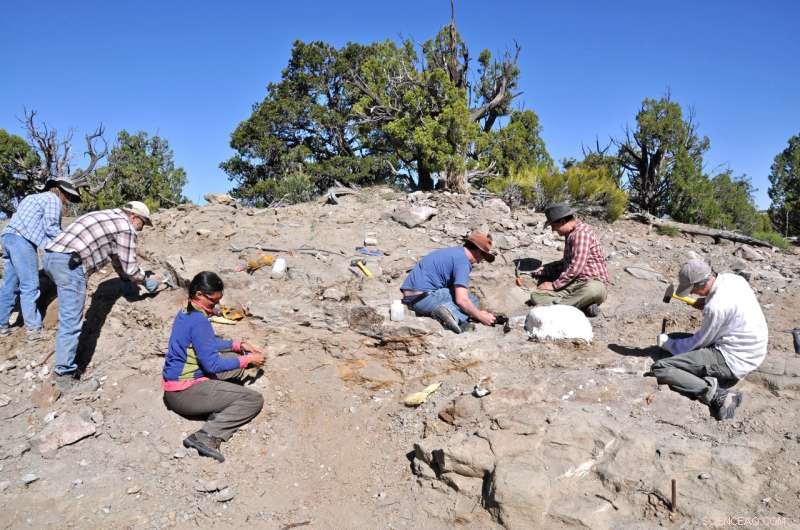 Newly Discovered Utah Ankylosaur, Akainacephalus johnsoni, Sheds Light on Dinosaur Family Tree