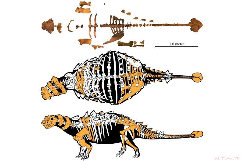 Newly Discovered Utah Ankylosaur, Akainacephalus johnsoni, Sheds Light on Dinosaur Family Tree