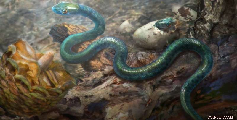 Groundbreaking Discovery: 105-Million-Year-Old Snake Embryo Sheds Light on Ancient Evolution