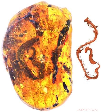 Groundbreaking Discovery: 105-Million-Year-Old Snake Embryo Sheds Light on Ancient Evolution
