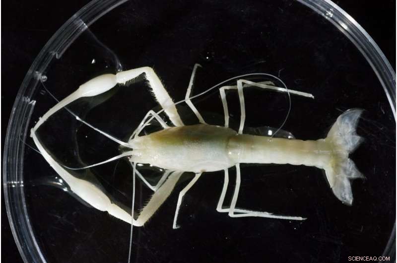 Unveiling the Cave Shrimp Mystery: How Geology Shapes Evolution