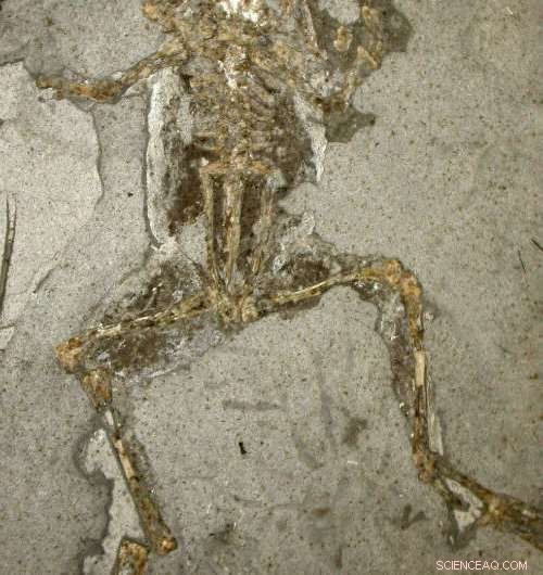 New Melanin Discoveries Prompt Reassessment of Fossil Animal Coloration