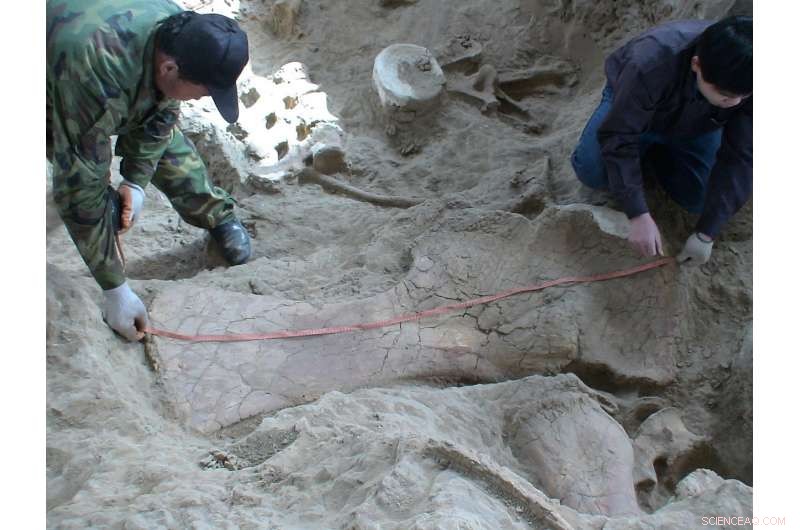 Earliest Eastern Asian Diplodocoid Fossil Unveiled—Rewriting Sauropod History in China
