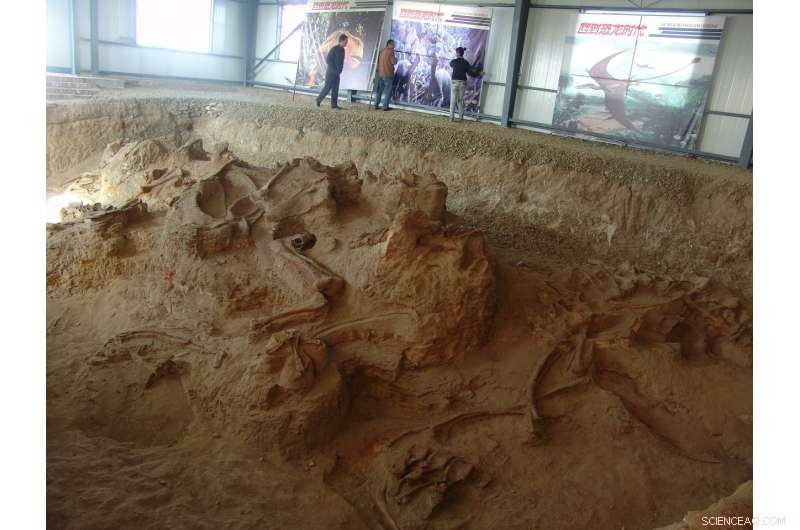 Earliest Eastern Asian Diplodocoid Fossil Unveiled—Rewriting Sauropod History in China