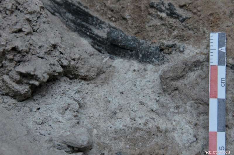 Montane Pine Forests Expanded to Iberia’s Northeast 50,000 Years Ago: New Paleobotanical Evidence