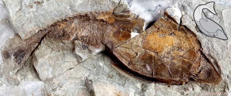New Study Uncovers 160‑Year‑Old Mystery on Early Vertebrate Skeleton Origins