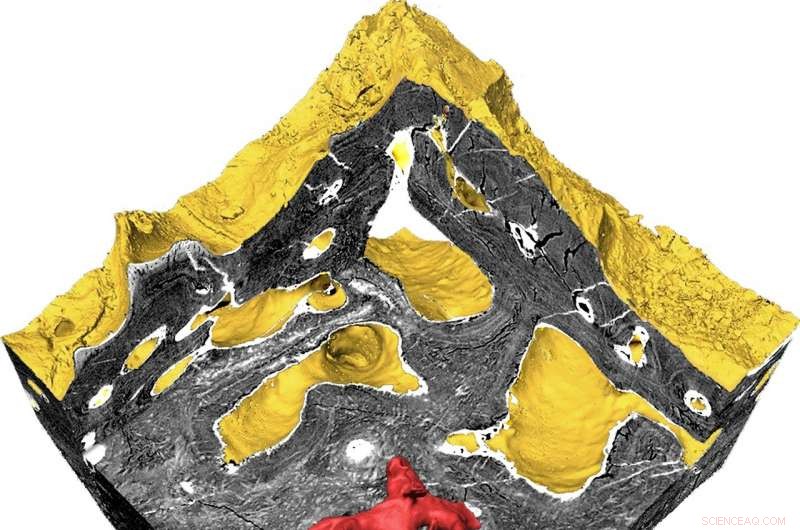 New Study Uncovers 160‑Year‑Old Mystery on Early Vertebrate Skeleton Origins