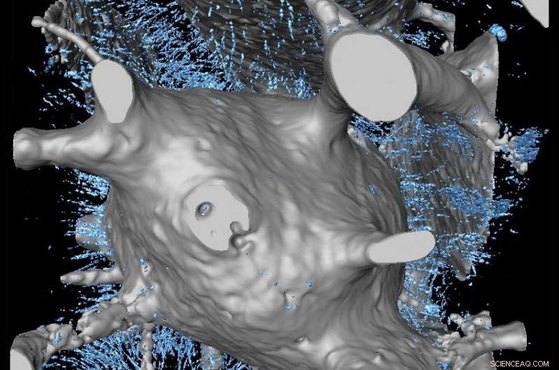 New Study Uncovers 160‑Year‑Old Mystery on Early Vertebrate Skeleton Origins
