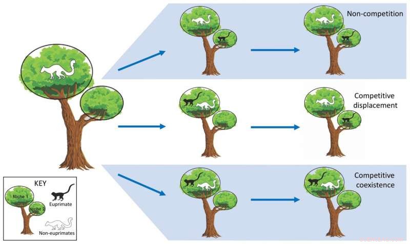 How Dietary Competition Shaped Early Primates: A Niche Dynamics Study