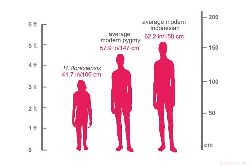 Modern Flores Island Pygmies Share No Genetic Ties with Extinct Homo Floresiensis