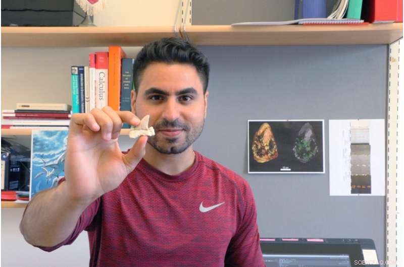 End-Cretaceous Extinction Sparked the Rise of Modern Shark Diversity