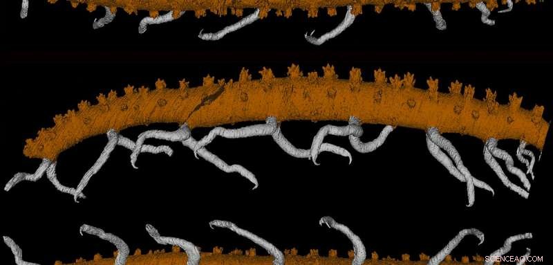 New Ancient Lobopodian Species Discovered in 430‑Million‑Year‑Old Silurian Rocks