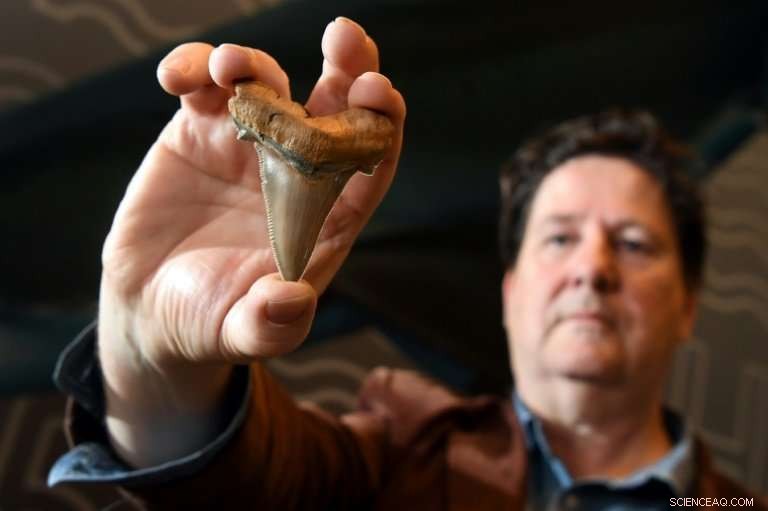 Rare Mega-Shark Teeth Discovered on Australian Beach