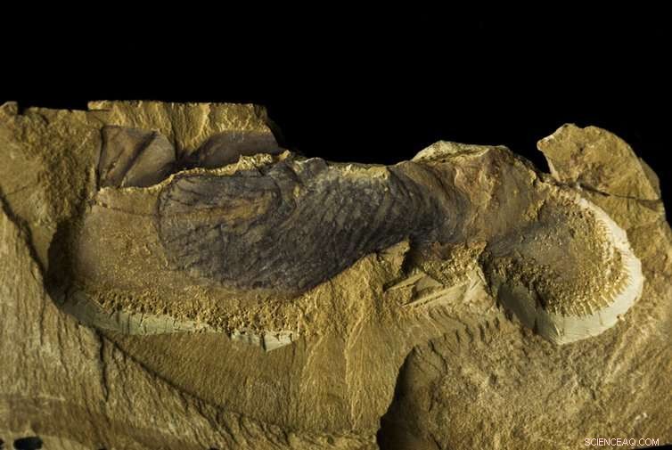 Scientists Uncover Earliest Earth Animals in Cambrian Fossils