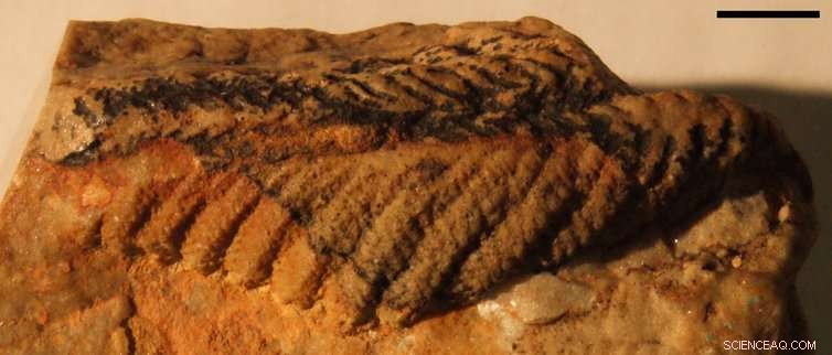 Scientists Uncover Earliest Earth Animals in Cambrian Fossils