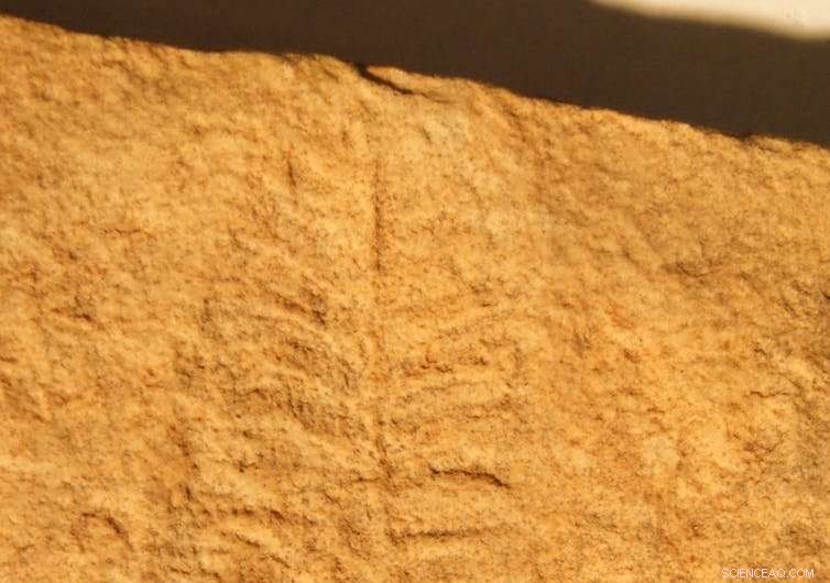 Scientists Uncover Earliest Earth Animals in Cambrian Fossils