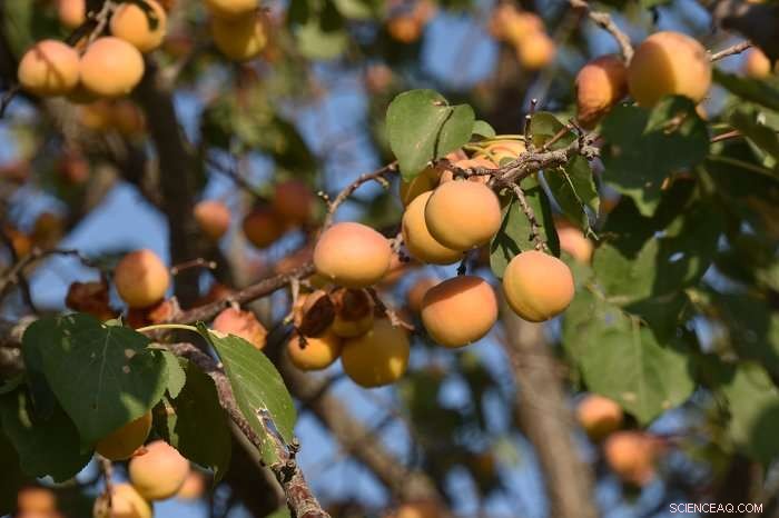 Tracing Eurasian Fruit Origins Along the Ancient Silk Road