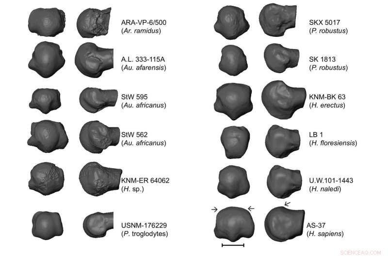 Early Bipedalism in Hominins Uncovered by Ancient Forefoot Joint Analysis