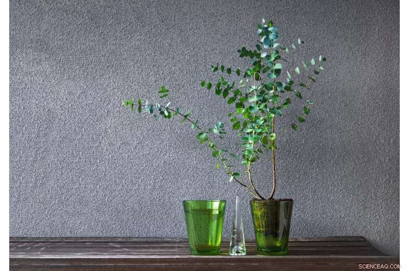 Indigenous Australian Alcohol: Tree‑Based Fermented Drinks & Ancient Brewing Traditions