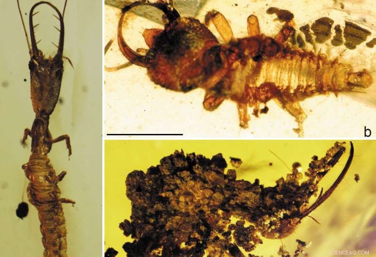 New Amber Fossils Reveal Evolutionary History of Ancient Antlions
