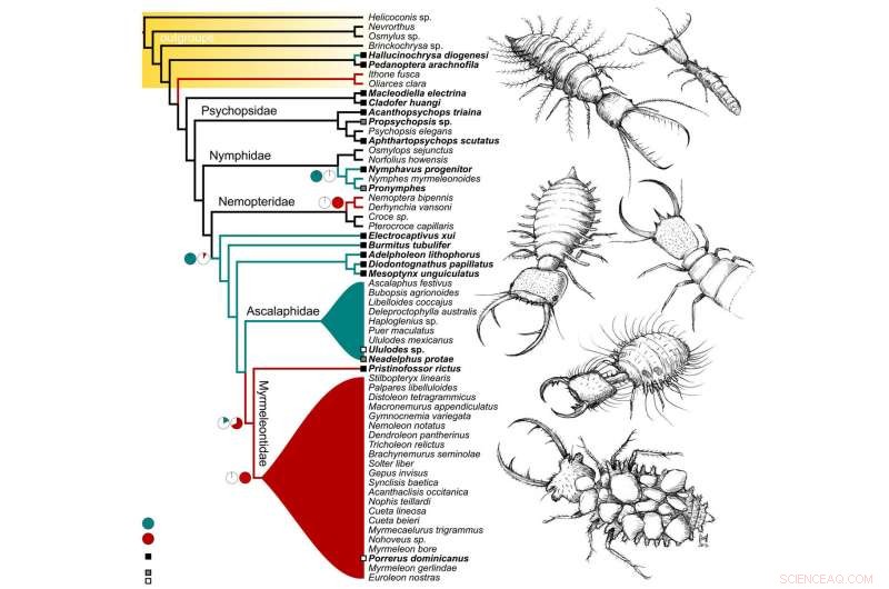 New Amber Fossils Reveal Evolutionary History of Ancient Antlions