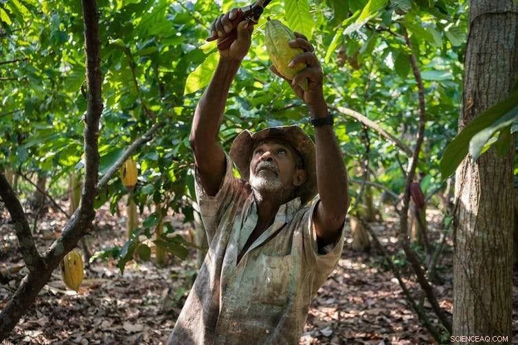 Is a Chocolate Crisis Imminent? Understanding the Stakes for Sustainable Markets